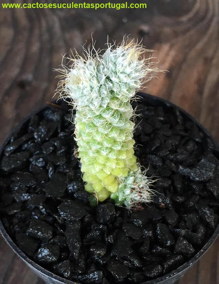 Anacampseros baeseckei sp.