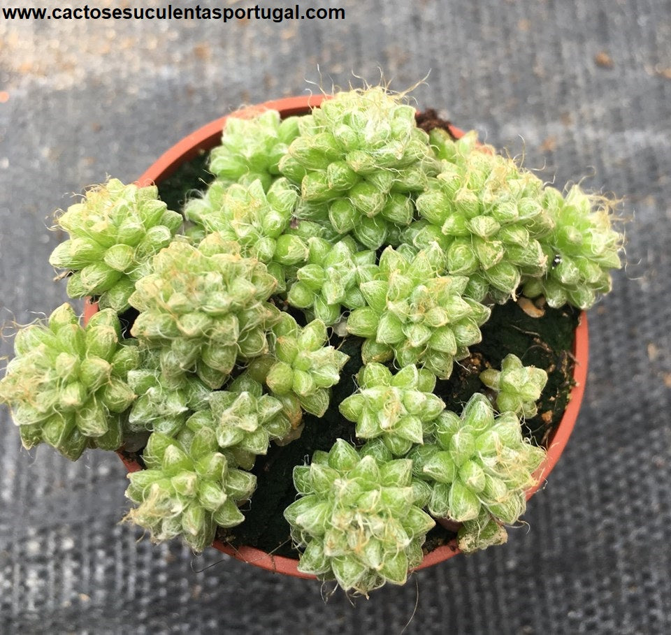 Anacampseros crinita