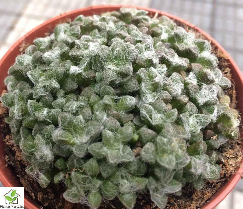 Anacampseros filamentosa