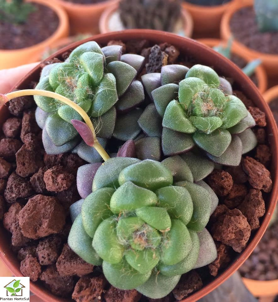 Anacampseros rufescens compact