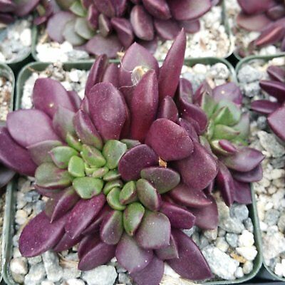 Anacampseros rufescens red passion