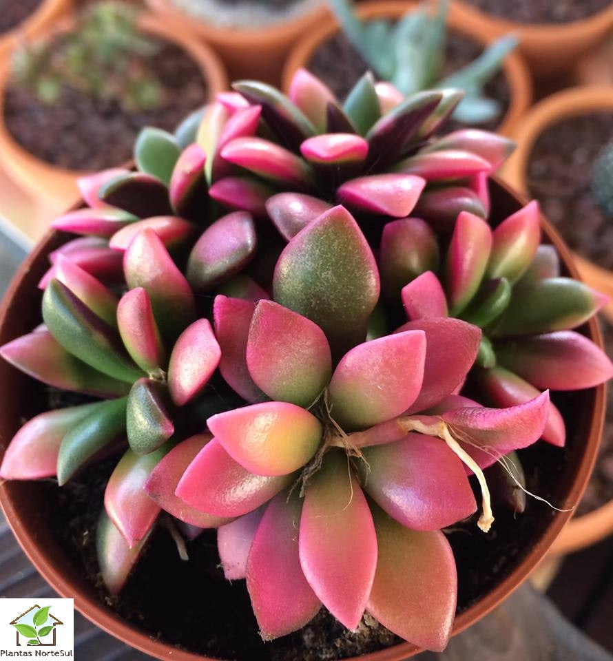 Anacampseros rufescens variegata