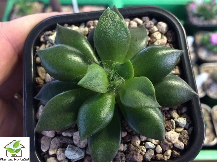 Anacampseros telephiastrum