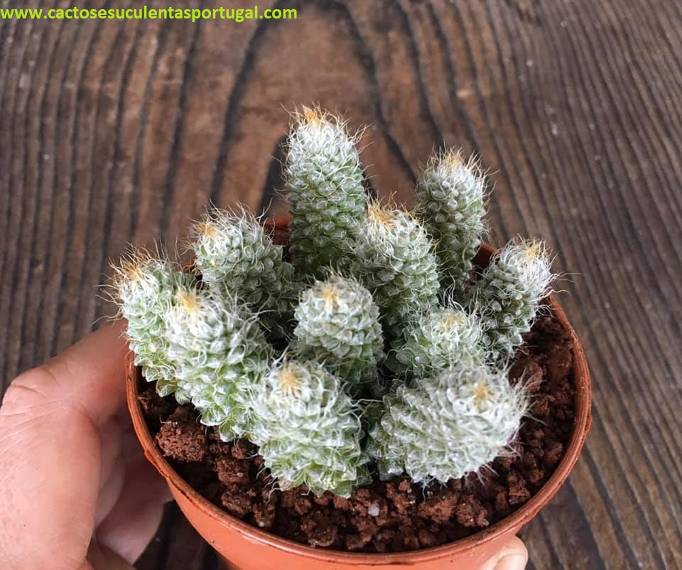 Anacampseros baeseckei spp.