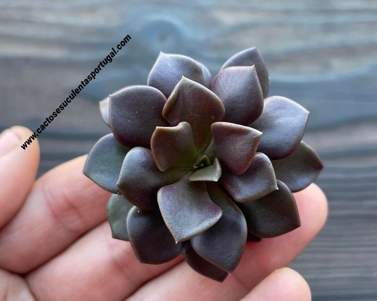 Anacampseros rufescens 'Dark purple'