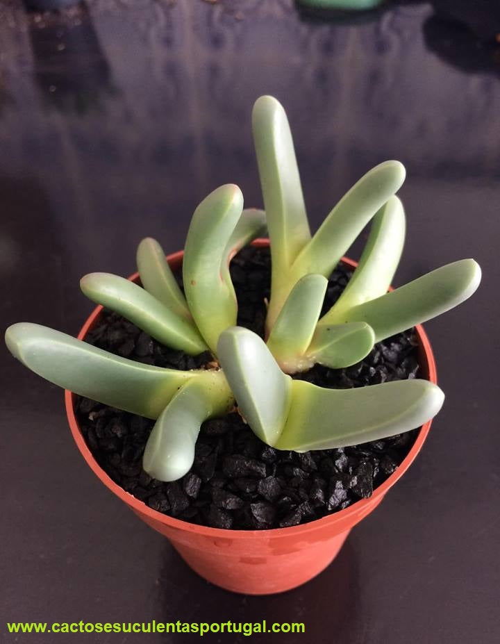 Argyroderma fissum