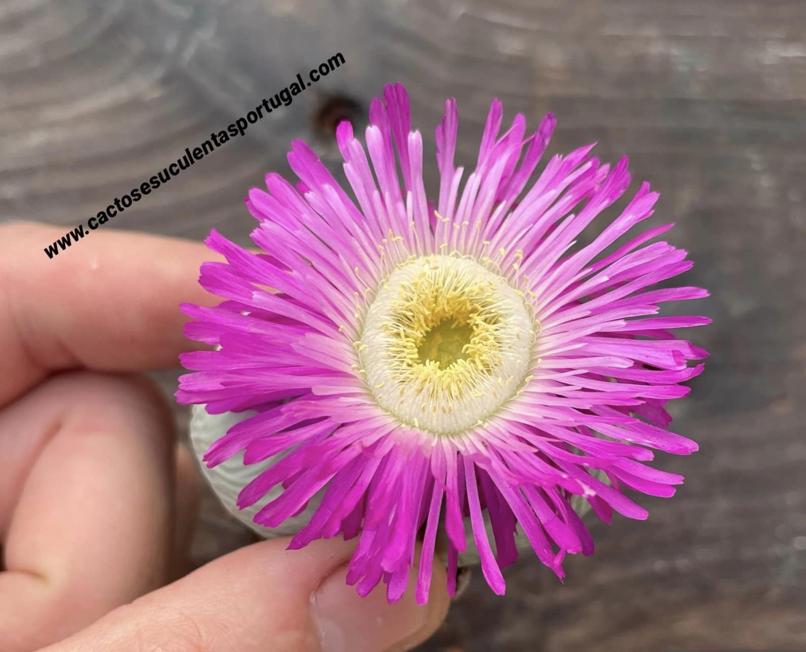 Argyroderma pearsonii