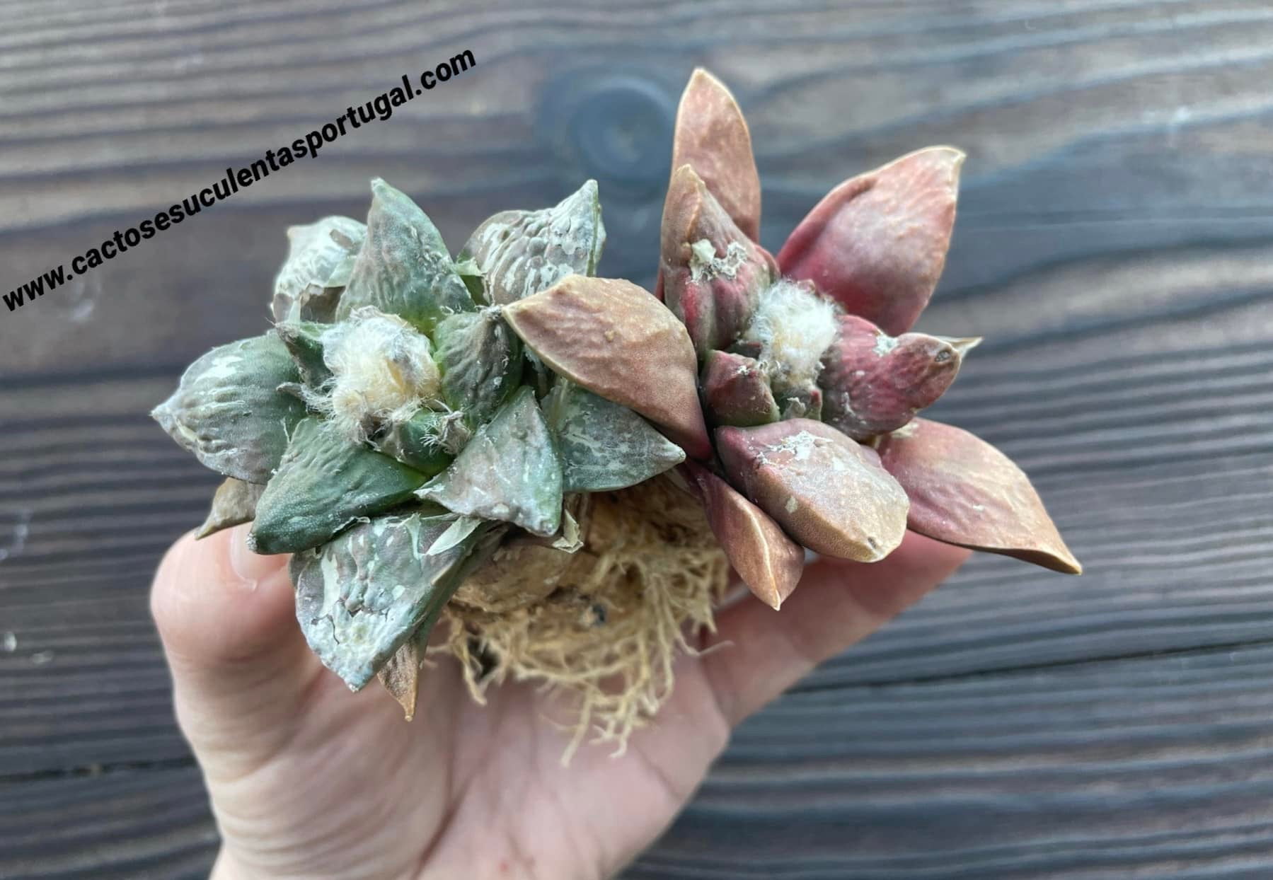 Ariocarpus Retusus and Ariocarpus trigonus elongatus 