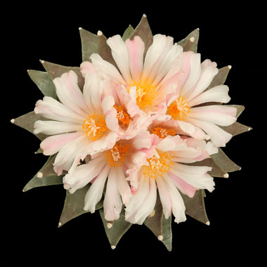 Ariocarpus Retusus