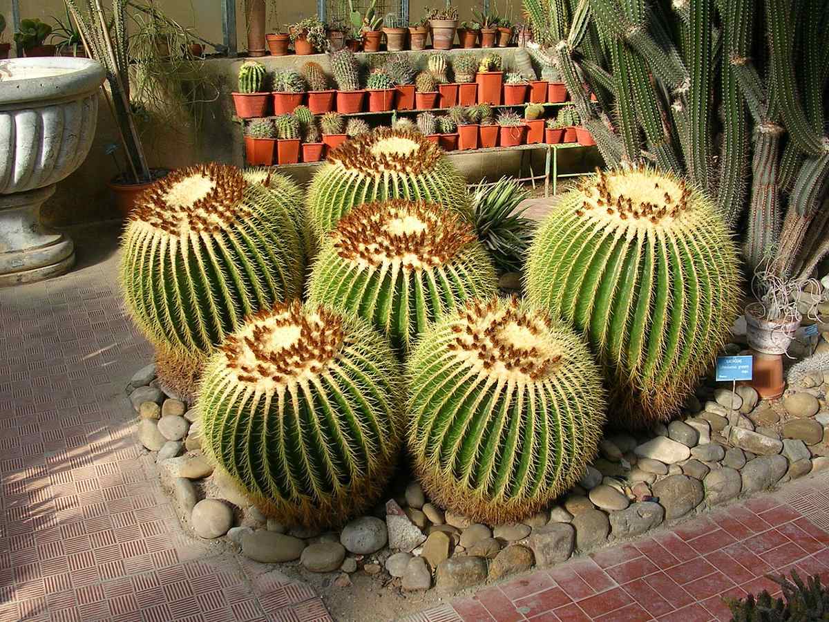 Echinocactus grusonii, vaso 23cm