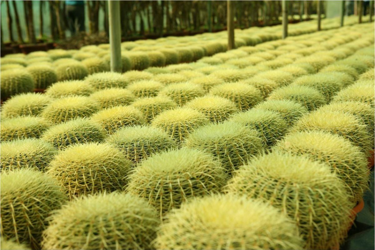 Echinocactus grusonii, vaso 23cm