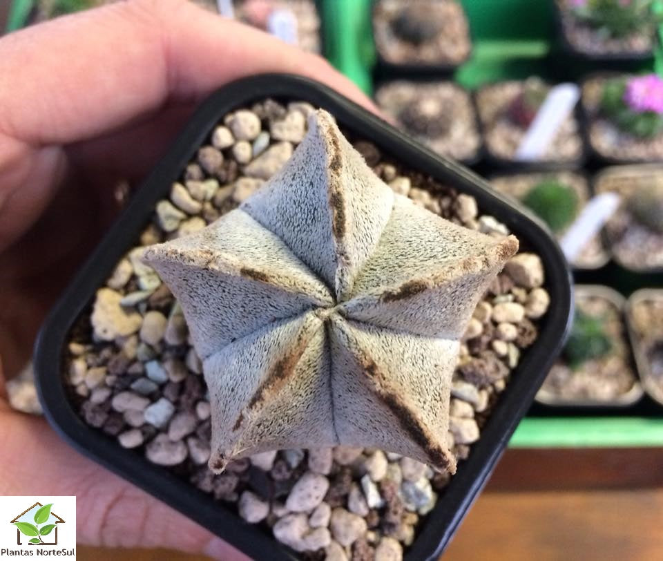 Astrophytum Coahuilense