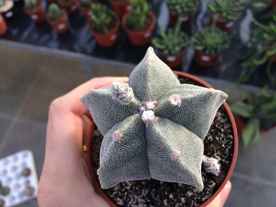 Astrophytum myriostigma