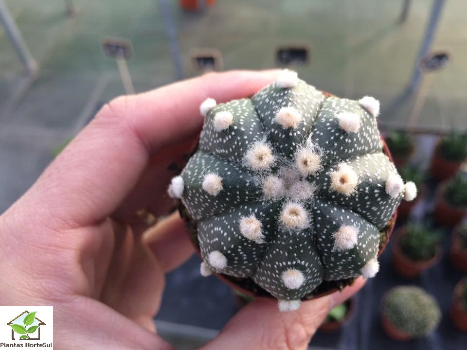 Astrophytum asterias