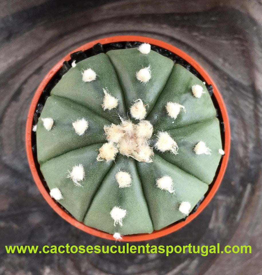 Astrophytum asterias