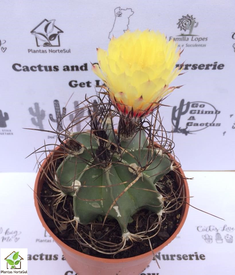 Astrophytum capricorne niveum