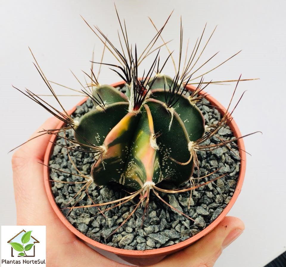Astrophytum capricorne niveum variagata