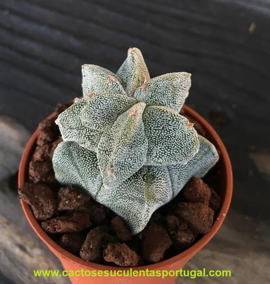 Astrophytum myriostigma cristata
