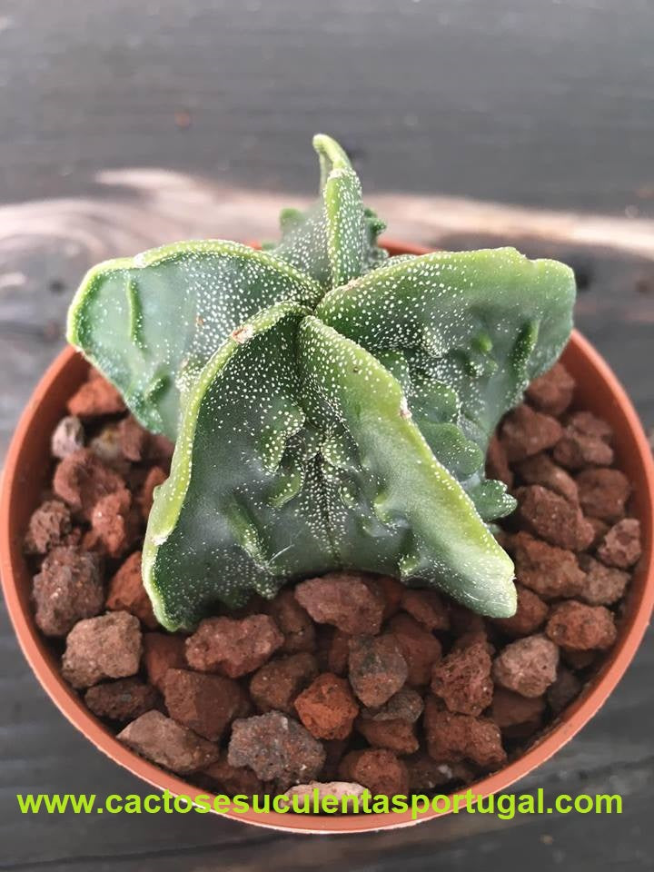 Astrophytum myriostigma fukuryu nudum