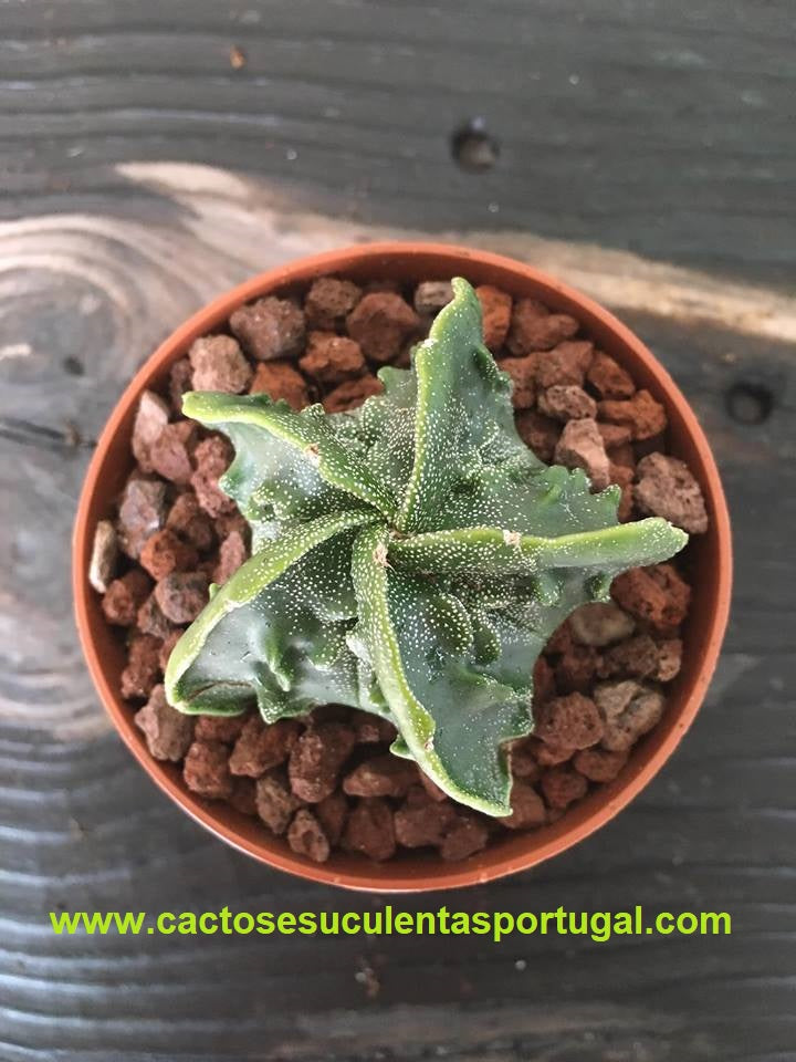 Astrophytum myriostigma fukuryu nudum