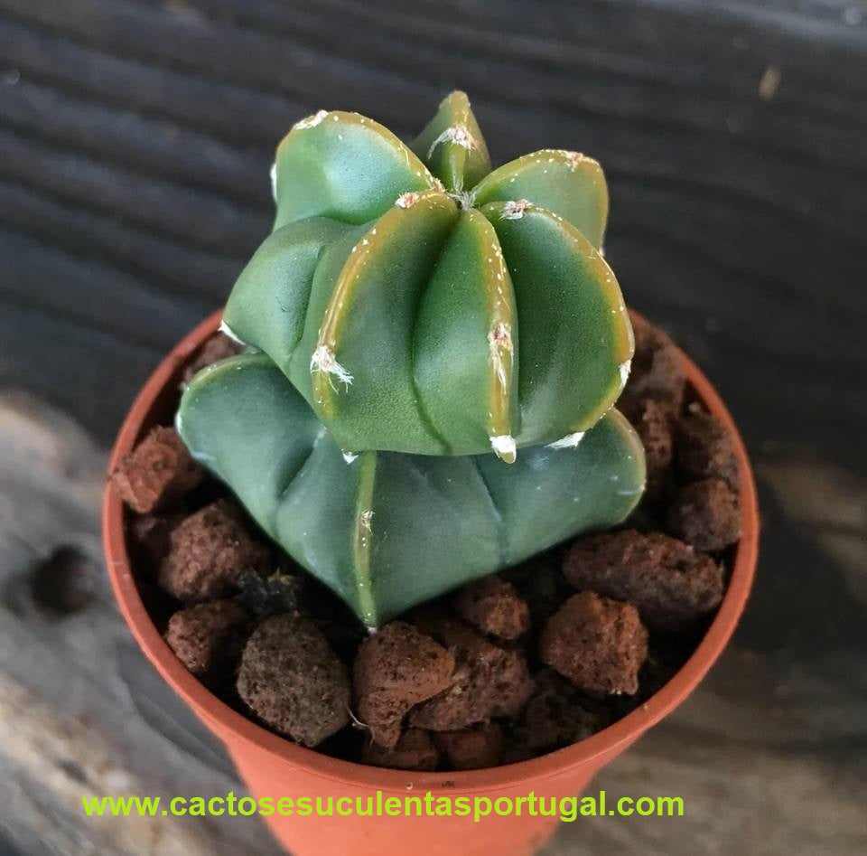Astrophytum myriostigma nudum cristata