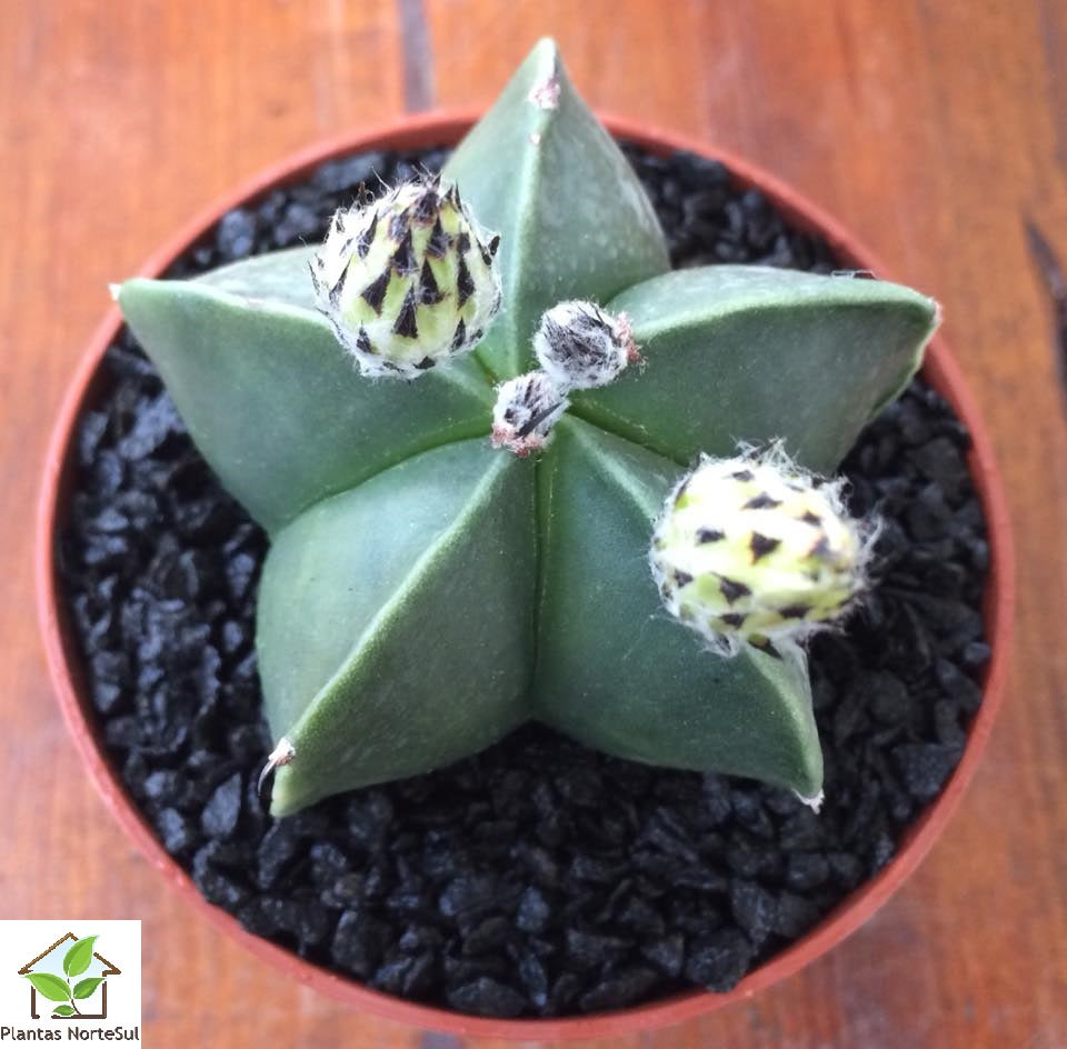 Astrophytum myriostigma nudum flor