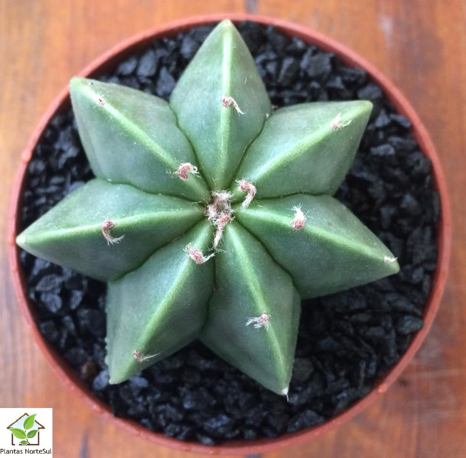 Astrophytum myriostigma nudum multicostatum (7 ribs)
