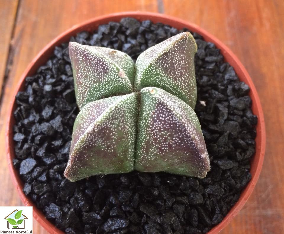 Astrophytum myriostigma nudum quadricostatus