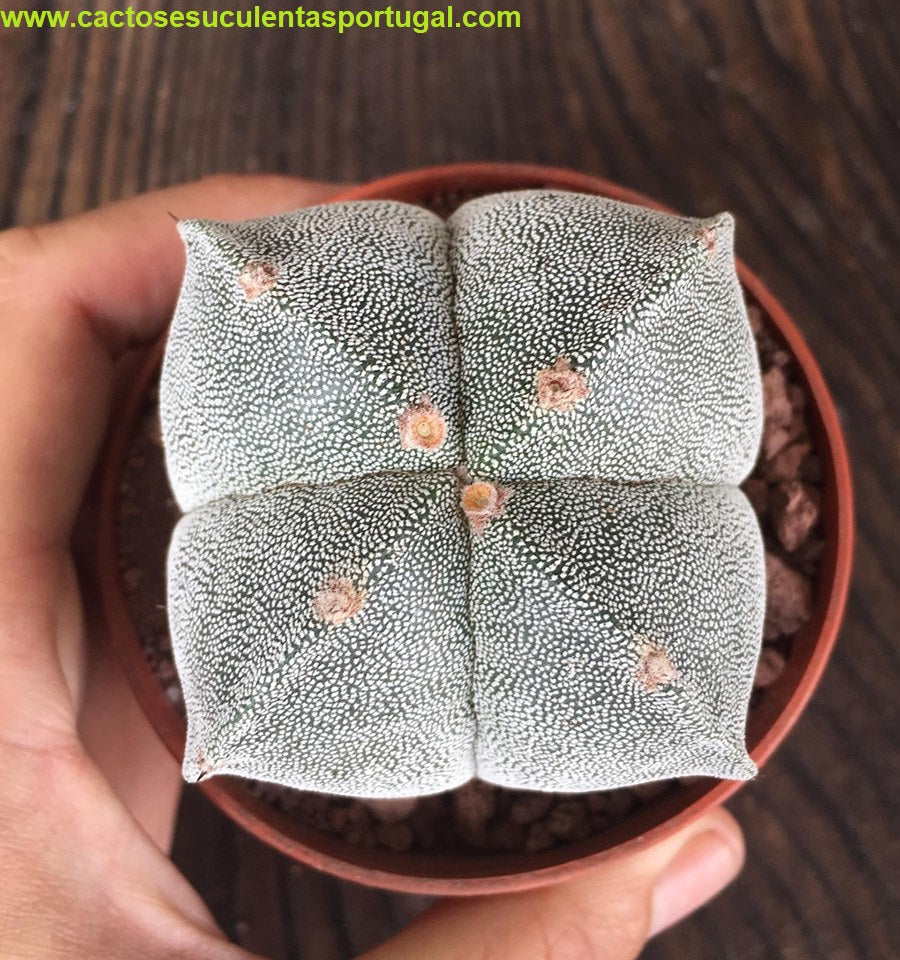 Astrophytum myriostigma quadricostatum