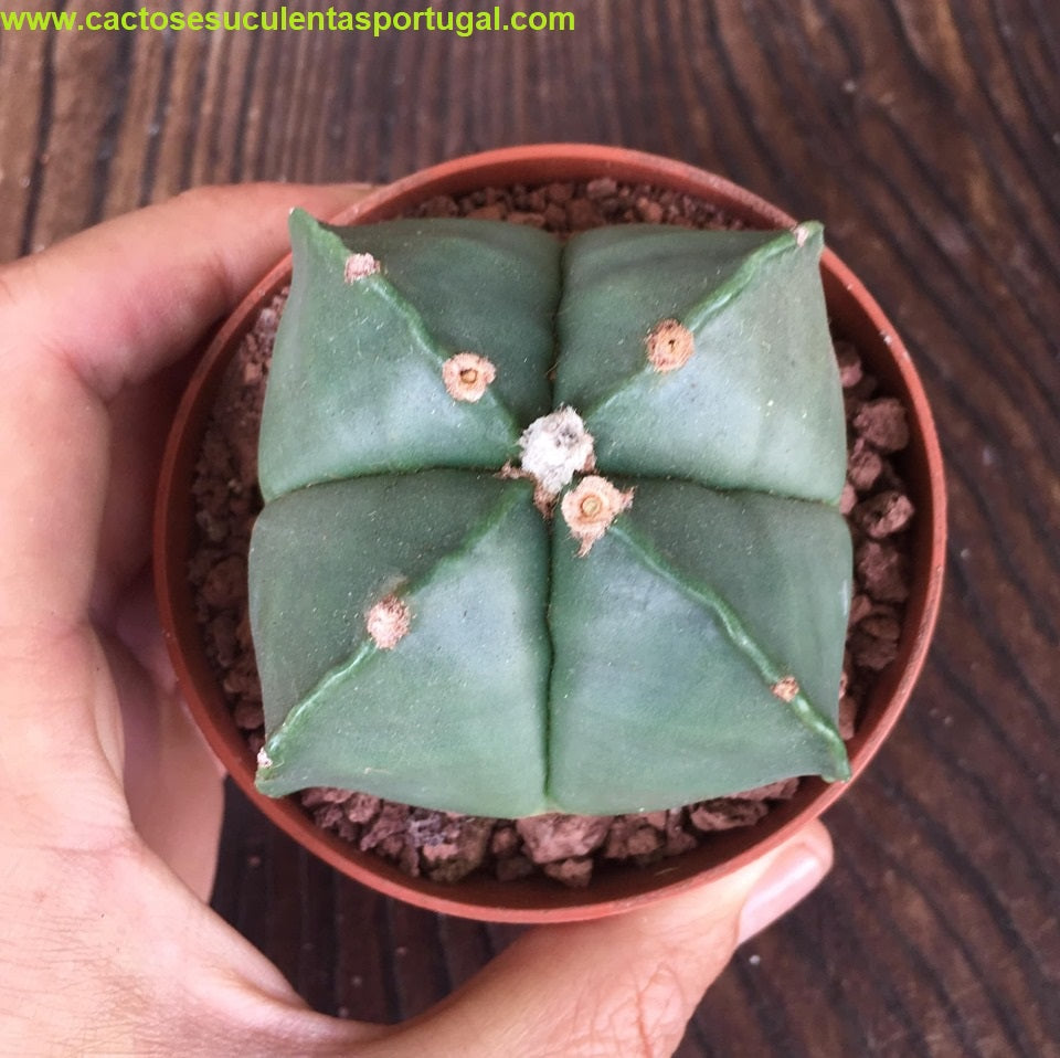 Astrophytum myriostigma quadricostatum nudum