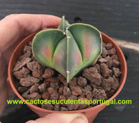 Astrophytum myriostigma quadricostatum nudum variegata