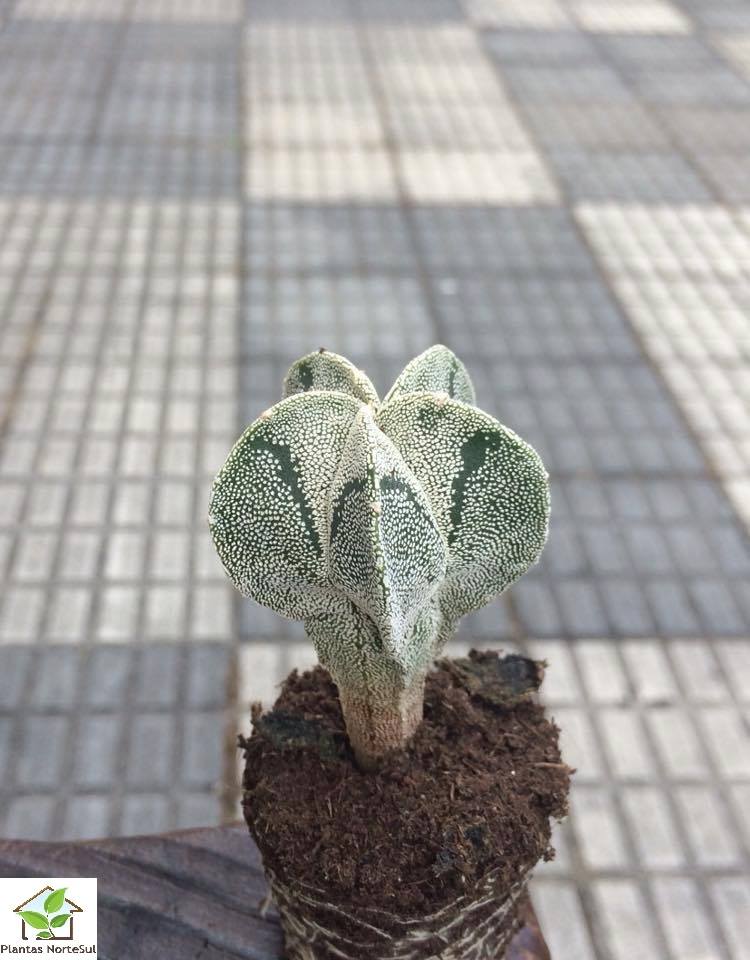 Astrophytum myriostigma