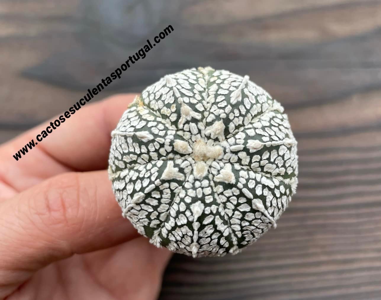 Astrophytum asterias cv. Super Kabuto V Type