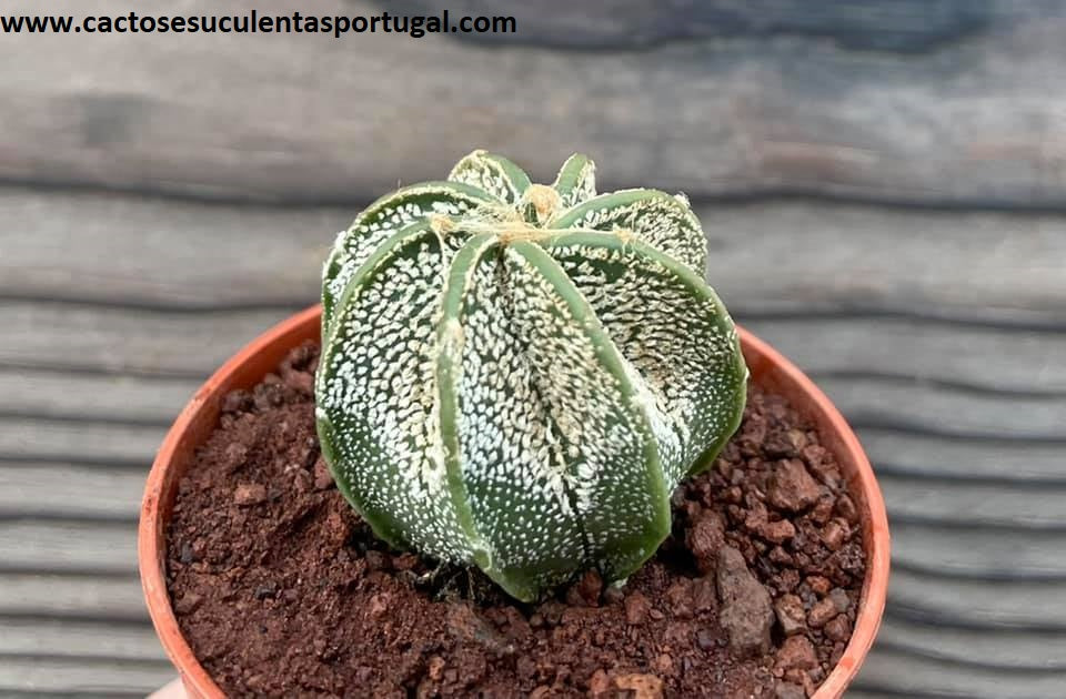 Astrophytum capricorne var. niveum