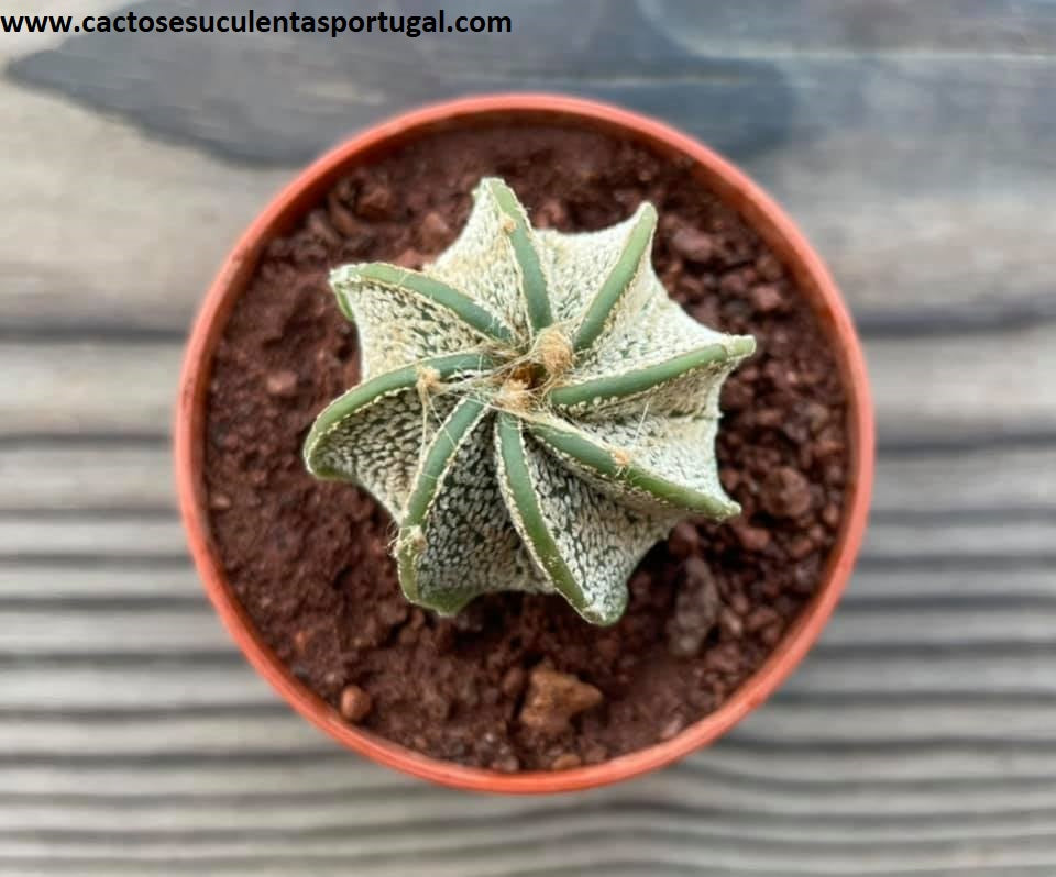 Astrophytum capricorne
