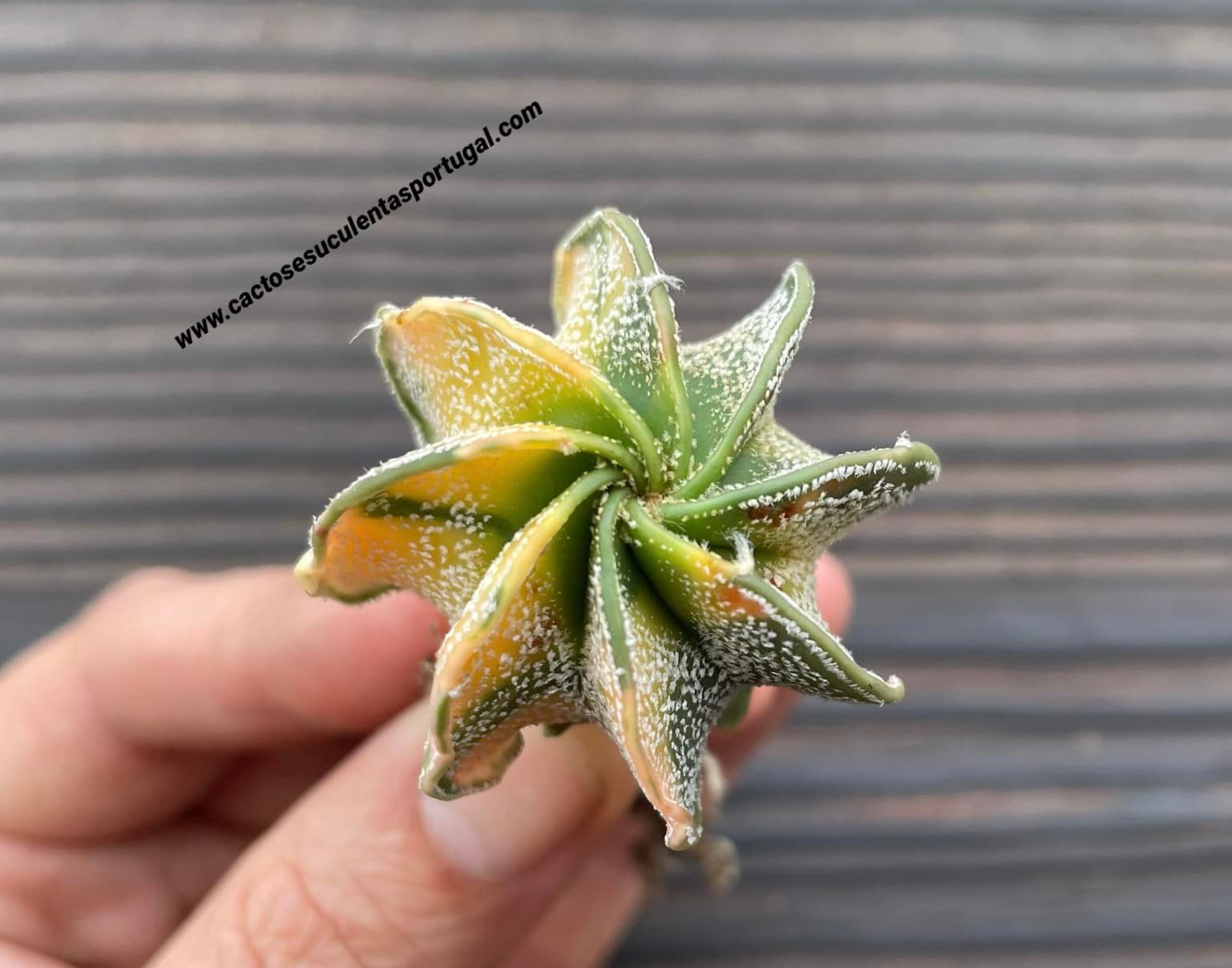 Astrophytum capricorne var. niveum form. variagata