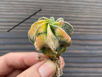 Astrophytum capricorne var. niveum form. variagata