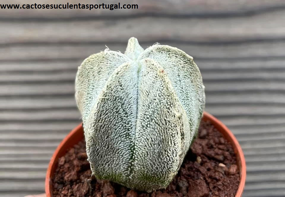 Astrophytum coahuilense