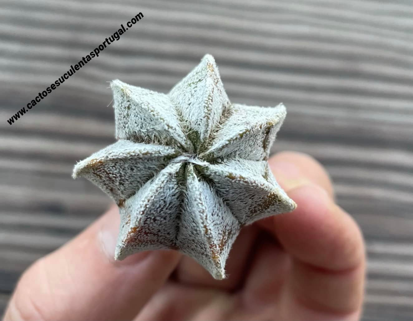 Astrophytum coahuilense multicostatum