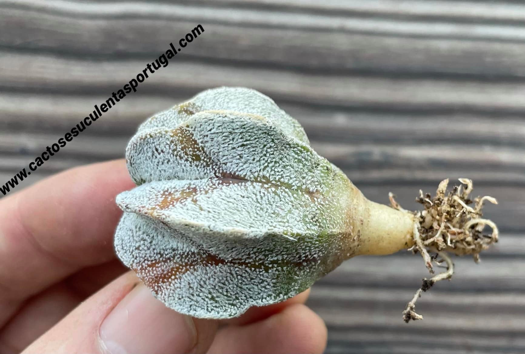 Astrophytum coahuilense multicostatum