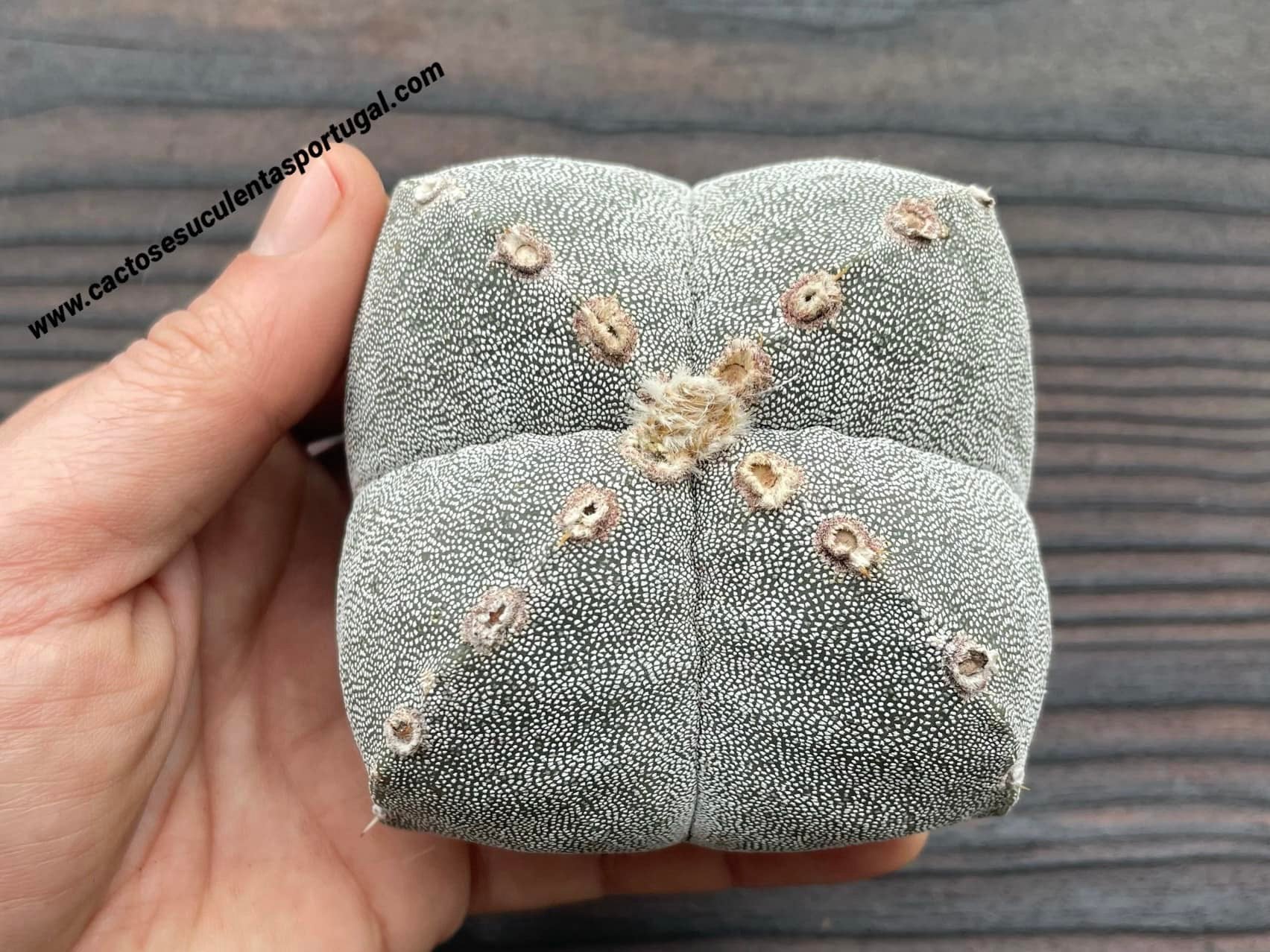 Astrophytum myriostigma quadricostatum
