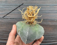 Astrophytum myriostigma quadricostatum nudum