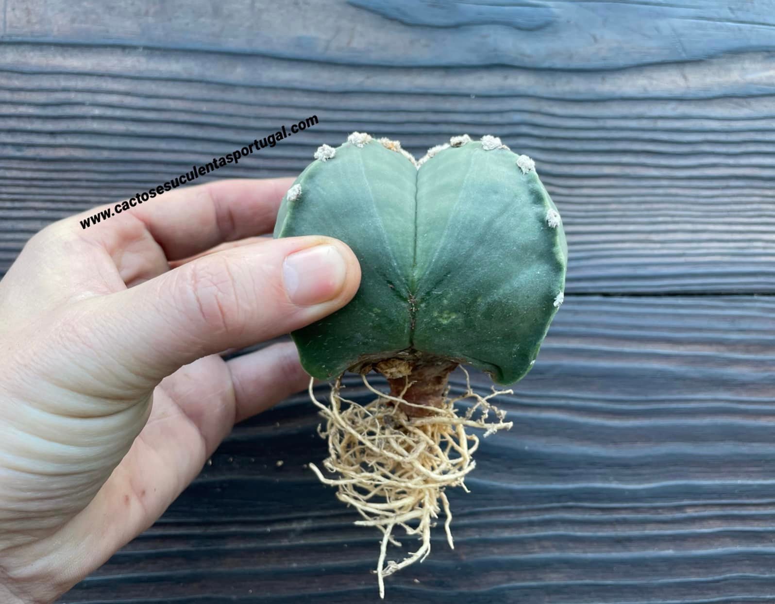Astrophytum myriostigma quadricostatum nudum