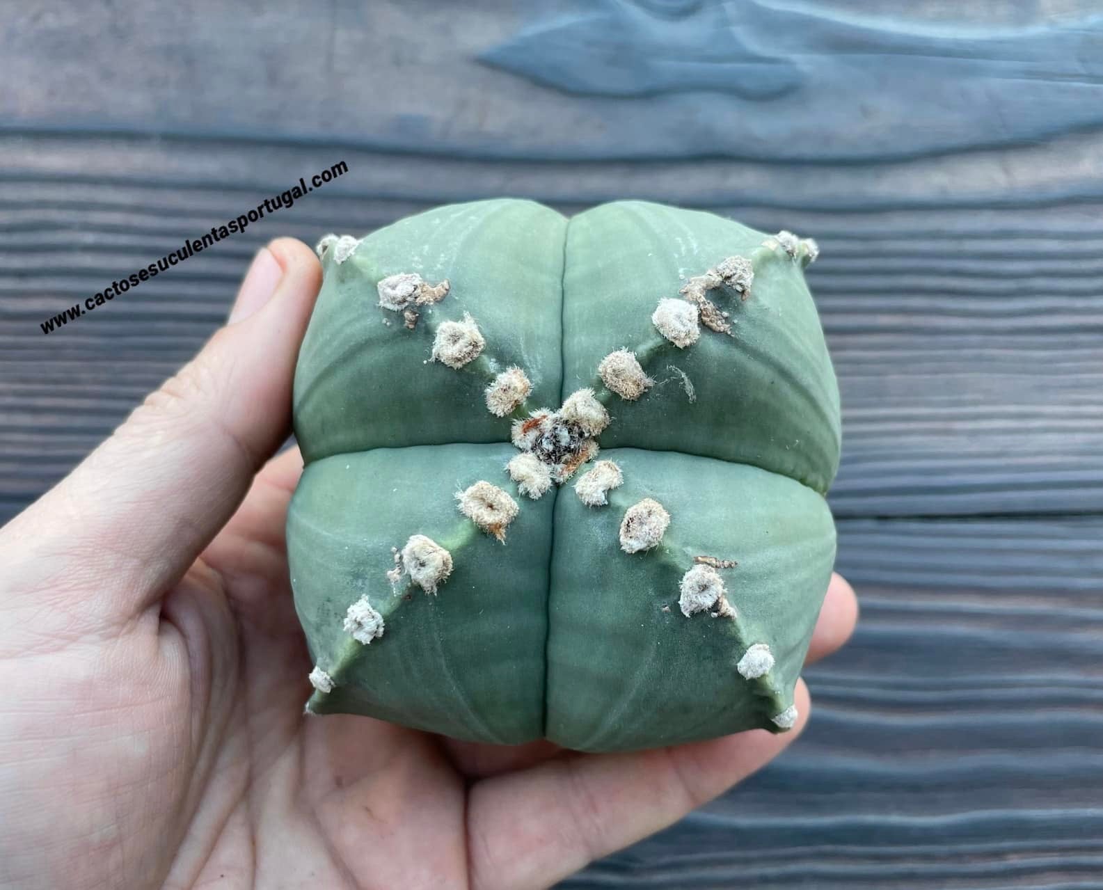 Astrophytum myriostigma quadricostatum nudum,