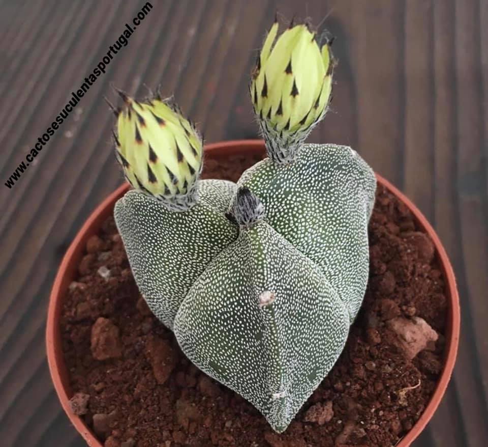 Astrophytum myriostigma tricostatum