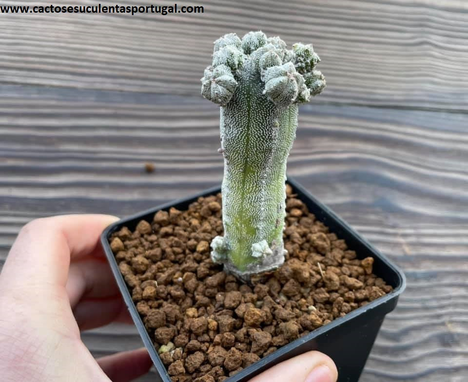 Astrophytum myriostigma var. polycephala 