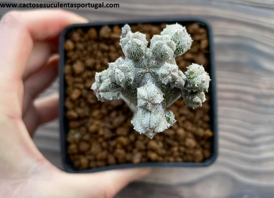 Astrophytum myriostigma var. polycephala 