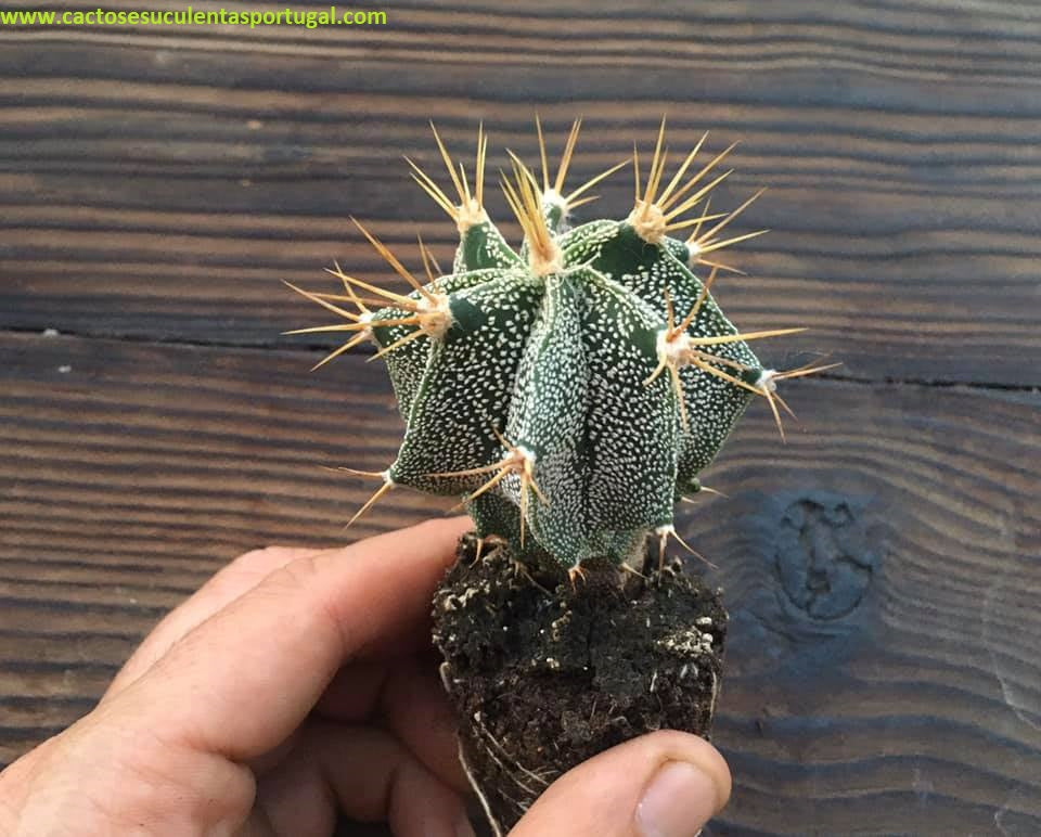 Astrophytum ornatum