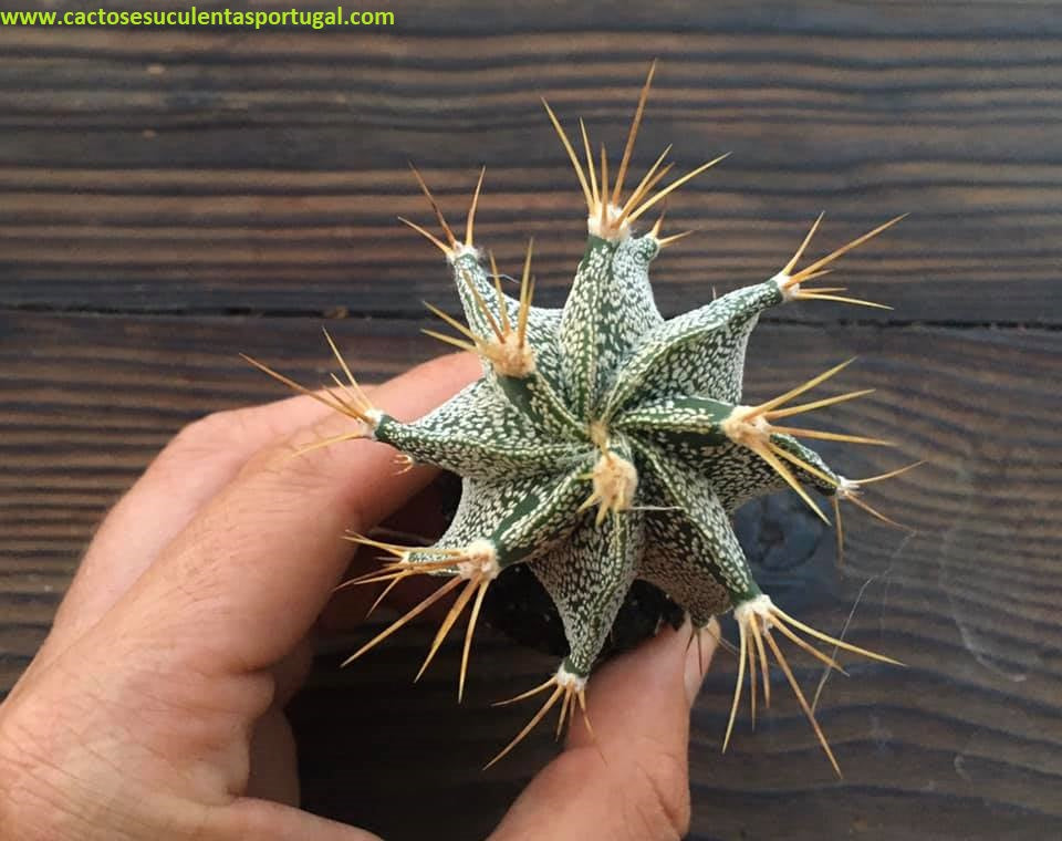 Astrophytum ornatum