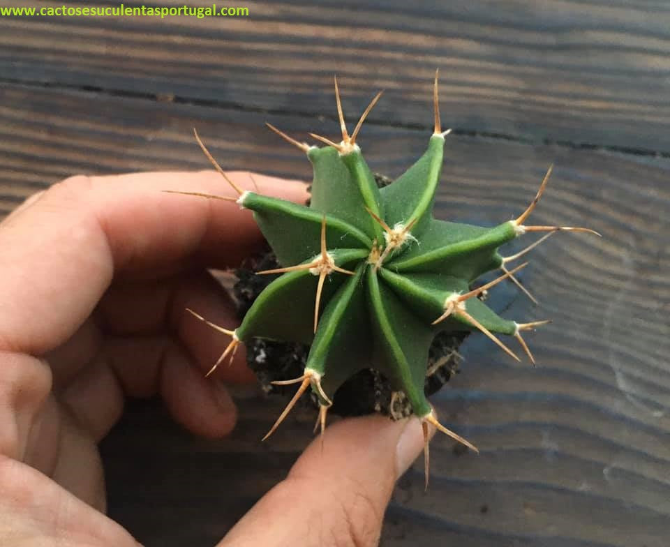 Astrophytum ornatum form. nudum